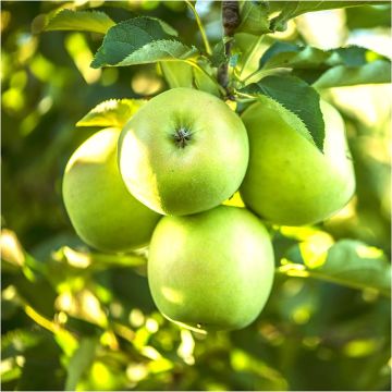 Patio Fruit Tree - Malus Granny Smith - Apple Tree