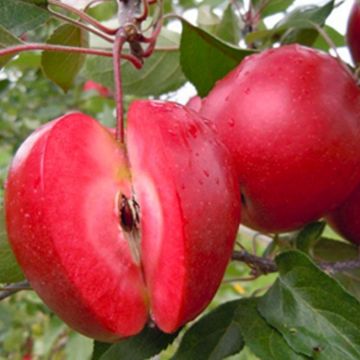Apple Tree - Redlove® Era - 150cm Fruit Tree - Malus domestica Red Love