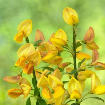 Cytisus Apricot Gem