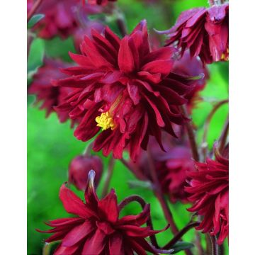 Aquilegia Bordeaux Barlow - Pack of 5 Bare Roots