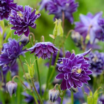 Aquilegia Christa Barlow