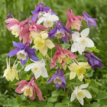 Aquilegia Pastel Mixed - Pack of 4 Bare Root Plants