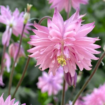 Aquilegia Rose Barlow