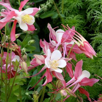 Aquilegia Rose Queen