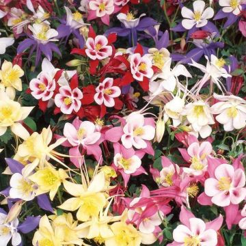 Aquilegia Swan Series Mixed - FIVE Plants - Columbine - Grannys Bonnet