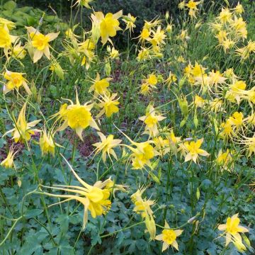 Aquilegia Yellow Queen