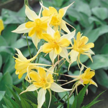 Aquilegia Yellow Star - Granny's Bonnett