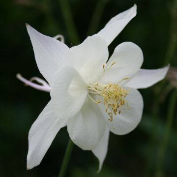 Aquilegia 'White Star'
