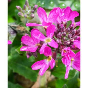 Arabis blepharophylla Rose Delight - In Bud & Bloom