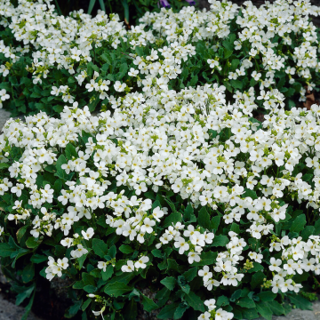 Arabis Little Treasure White