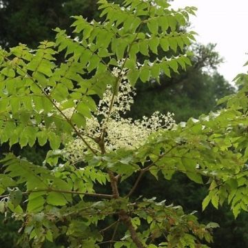 Aralia elata - Japanese Angelica Tree