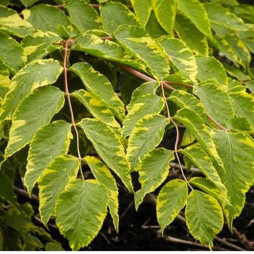 Aralia elata Aureovariegata - Japanese Angelica Tree