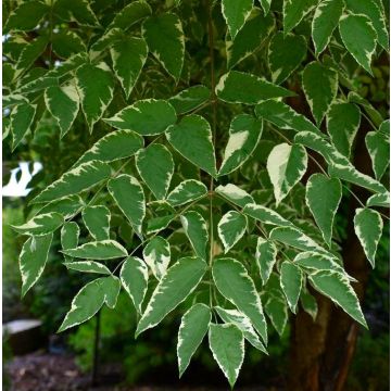 Aralia elata Variegata - Japanese Angelica Tree