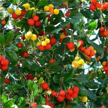 Arbutus Unedo - Strawberry Tree - Large Plant
