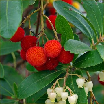 Arbutus Unedo - Strawberry Tree