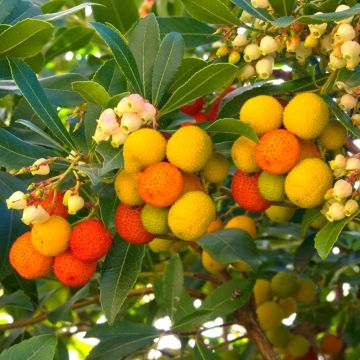 Arbutus unedo Mercurius - Dwarf Strawberry Tree