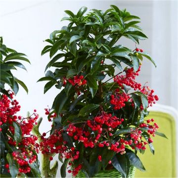 Ardisia crenata Festive Red - Christmas Coral Berry