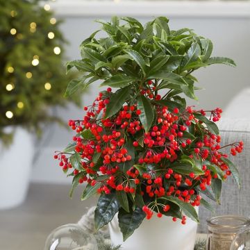 SPECIAL CHRISTMAS DEAL - Ardisia crenata Festive Red - Christmas Coral Berry