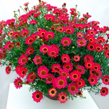 Giant Flowered RED Marguerite Daisy Bushes - Argyranthemum frutescens - Perfect for Patio
