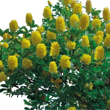 Cytisus battandieri - Pineapple or Moroccan Broom