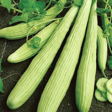 Cucumber Armenian Yard Long