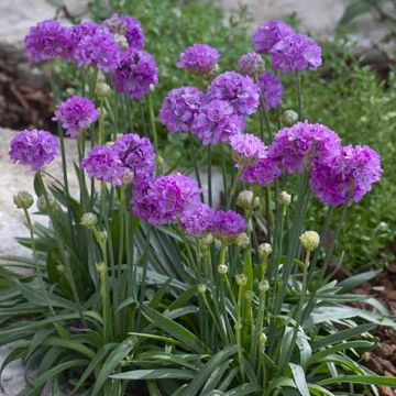 Armeria Pseudarmeria Ballerina NEON LILAC - Large flowered Thrift