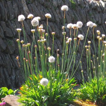 Armeria pseudarmeria Ballerina WHITE - Large flowered Thrift