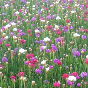 Armeria pseudarmeria Ballerina Tricolour - Large flowered Thrift