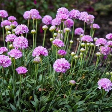 Armeria dreameria Sweet Dreams - Thrift - Pack of SIX Plants in Bud & Bloom