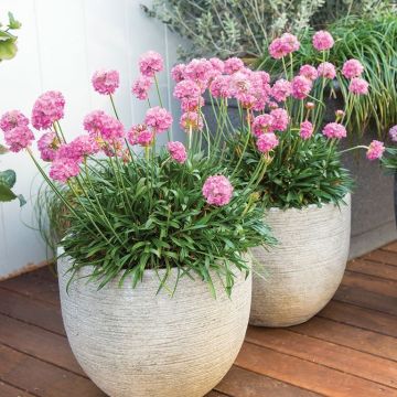 Armeria Dreameria Daydream