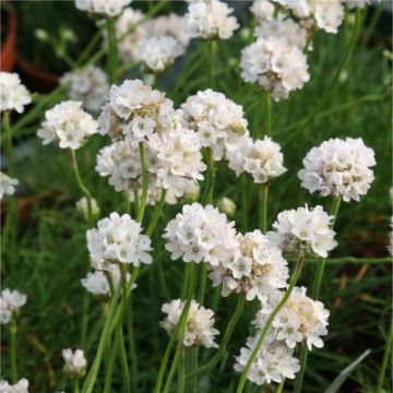 Armeria maritima alba - White Sea Thrift Plants