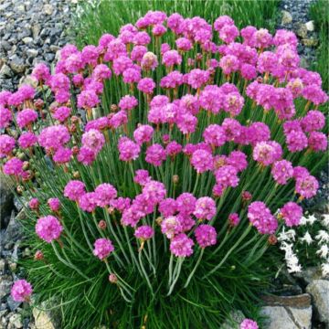 Armeria maritima splendens - Sea Thrift Plants - Pack of FOUR