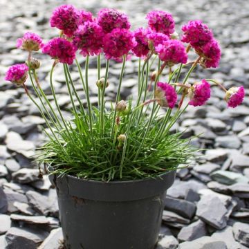 Armeria maritima Splendens Sea Pink