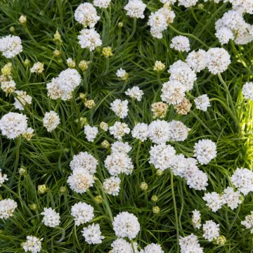 Armeria maritima alba - White Sea Thrift Plants