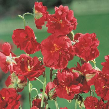Helianthemum 'Mrs C.W.Earle'