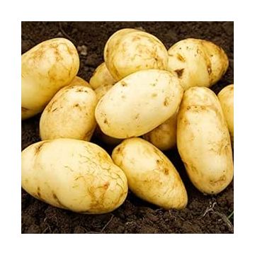Arran Pilot - First Early Seed Potatoes - Pack of 10