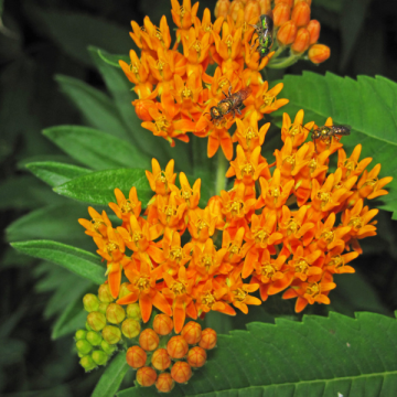 Asclepias Tuberosa - Butterfly Weed