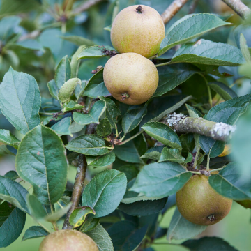 Apple Tree - Ashmead's Kernel Bush (MM106)