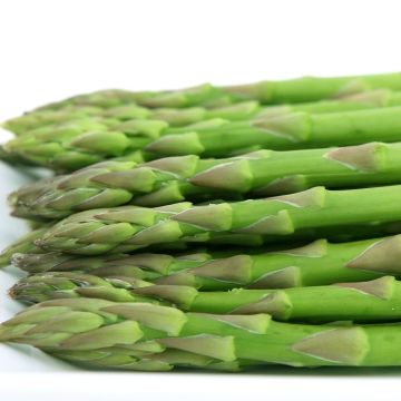 Asparagus - Eclipse