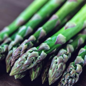 Asparagus - Mondeo