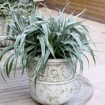 Astelia chatamica Silver Shadow