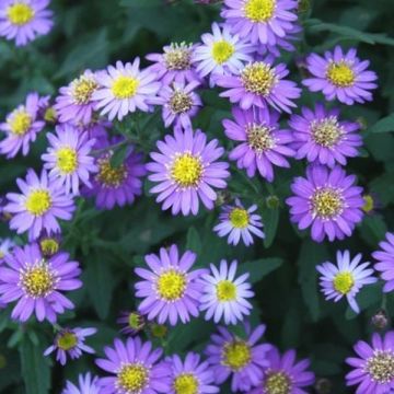 Aster ageratoides Ezo Murasaki