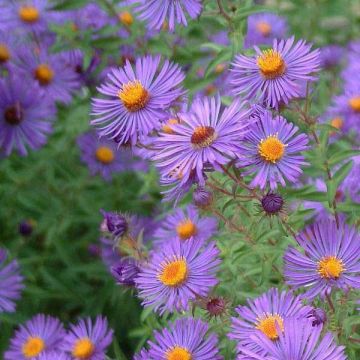 Aster novae-angliae 'Barr's Blue'