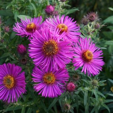 Aster 'Barr's Pink'