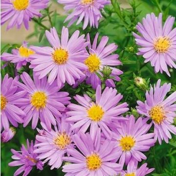 Aster Beryll