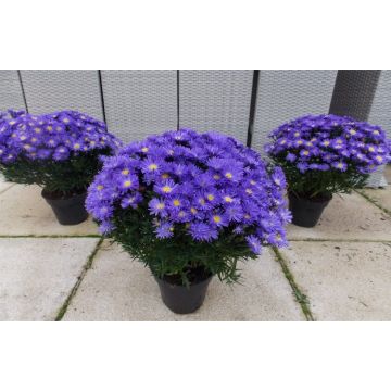 Aster Blue Sapphire - Indigo - Michaelmas Daisy Aster Plant in Bud & Bloom