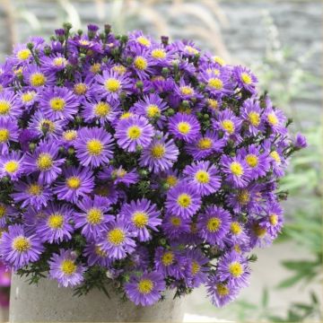 Aster Blue Sapphire - Indigo - Michaelmas Daisy Aster Plant in Bud & Bloom