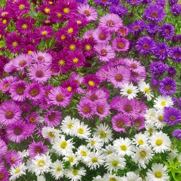 Aster 'Fall Pleasure Mix' - Pack of FIVE Aster 'Fall Pleasure Mix' - Pack of FIVE