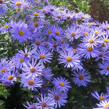 Aster × frikartii 'Mönch' - Michaelmas Daisy