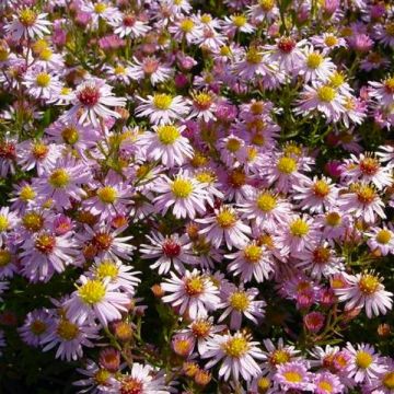 Aster Ericodes Pink Cloud